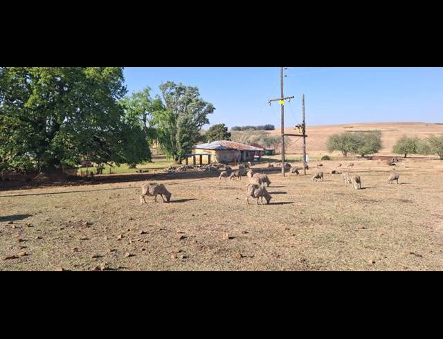 FARM FOR SALE IN CAROLINA